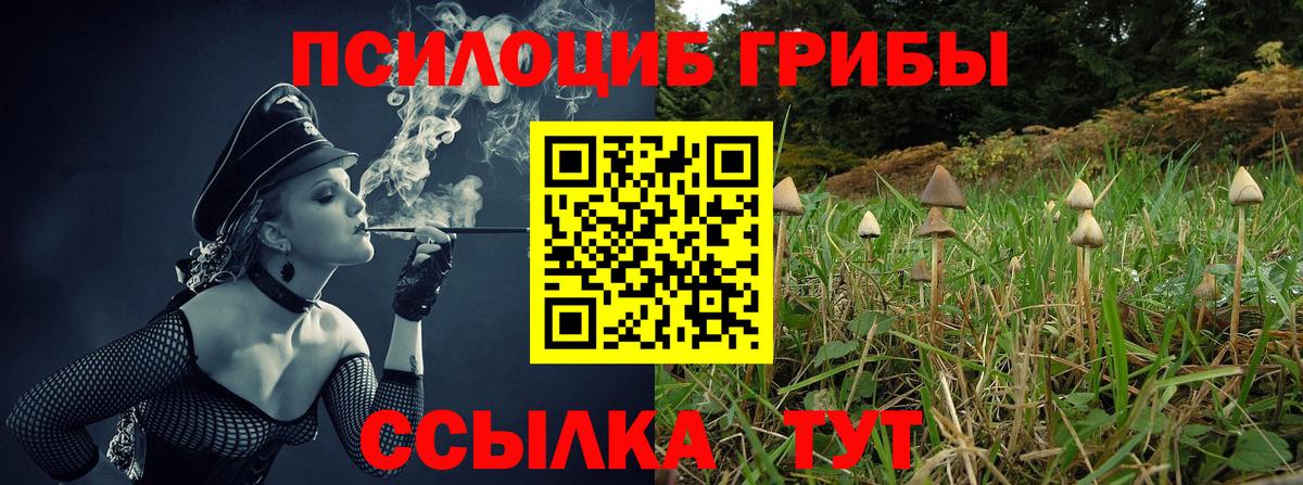 Галлюциногенные грибы Psilocybe Шелехов